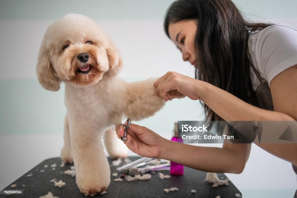 asian chinese female pet groomer with apron grooming a brown color toy poodle dog Animal Groomer Stock Photo