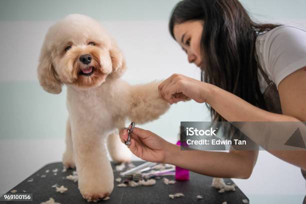 Asian Chinese Female Pet Groomer With Apron Grooming A Brown Color Toy Poodle Dog Stock Photo - Download Image Now
