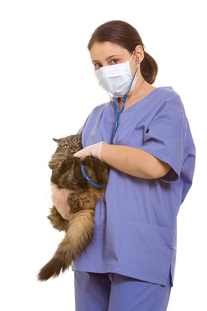 istock Veterinarian and cat 96910299