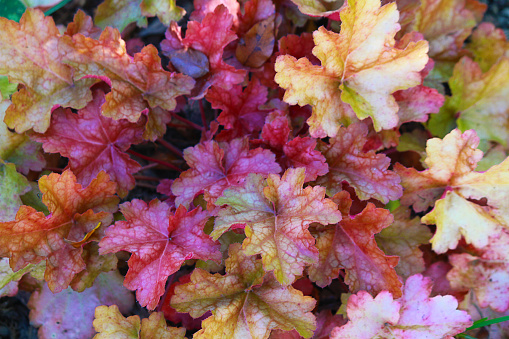 Full frame of colorful Heuchera leaves. Useful as a background