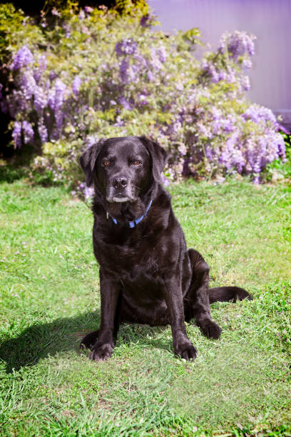 istock Old black labrador retriever dog sits outdoors in sunny yard. 969103612
