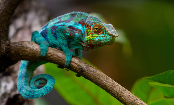 카멜레온 - chameleon reptile madagascar animal 뉴스 사진 이미지