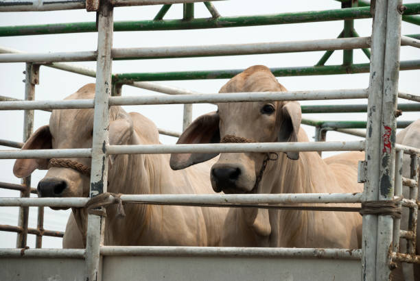 istock Cows in transport truck. 969103910