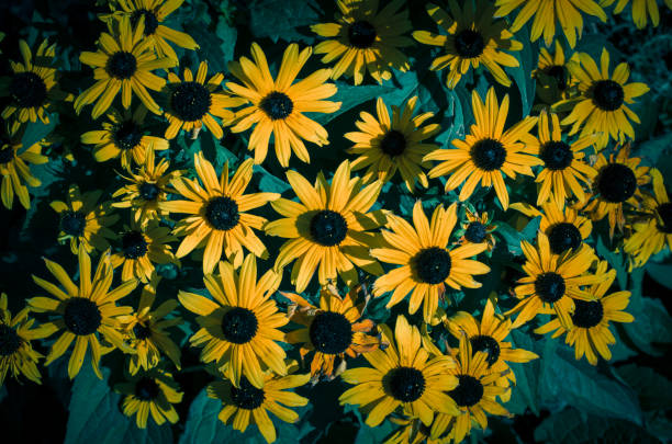A beautiful close-up of a yellow rudbeckia flower with a blurred background, perfect for nature lovers