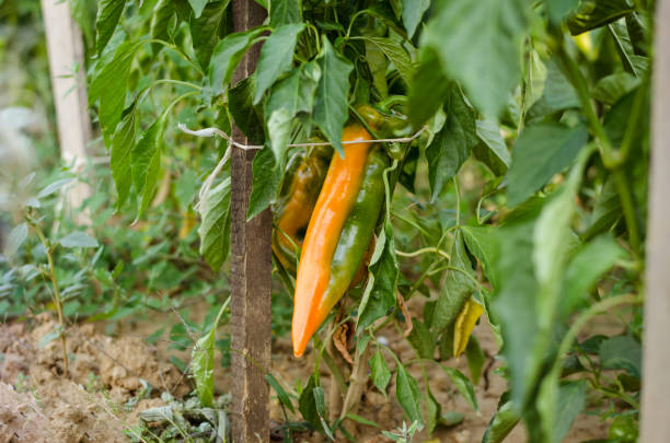 istock orange green paprika 969106876