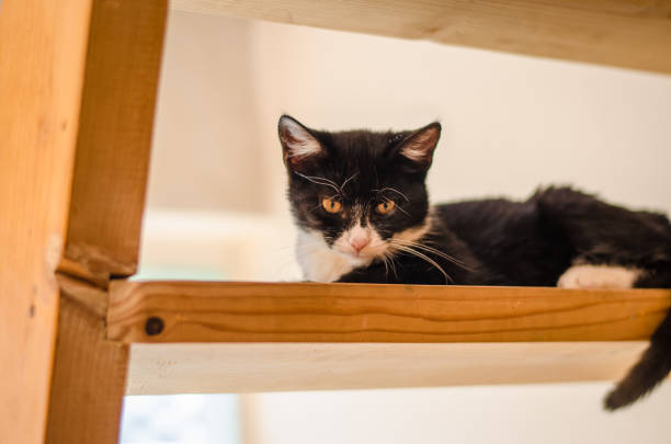 istock little lovely cat 969107038