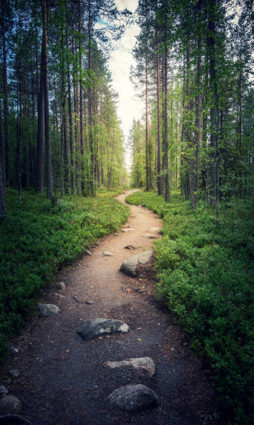 A path in a fairy forest in the twilight