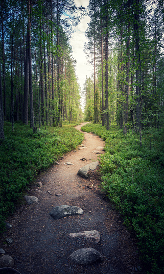 A path in a fairy forest in the twilight. Mystic light and haze in the distance