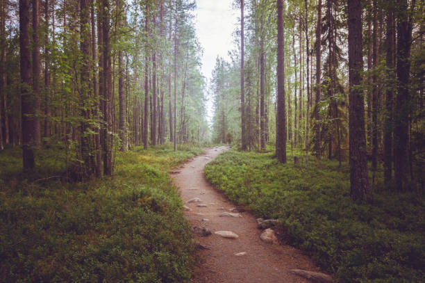 istock A path in a fairy forest in the twilight 969107180
