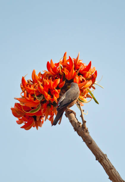 230+ Palash Flower Of Southeast Asia Stock Photos, Pictures & Royalty