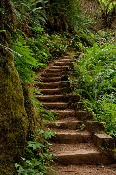 istock Wood steps leading to the trail 96911211