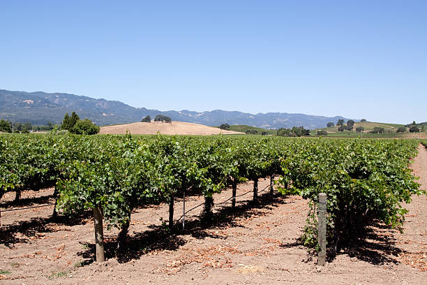 istock Napa Valley vineyard scenic landscape 96911241