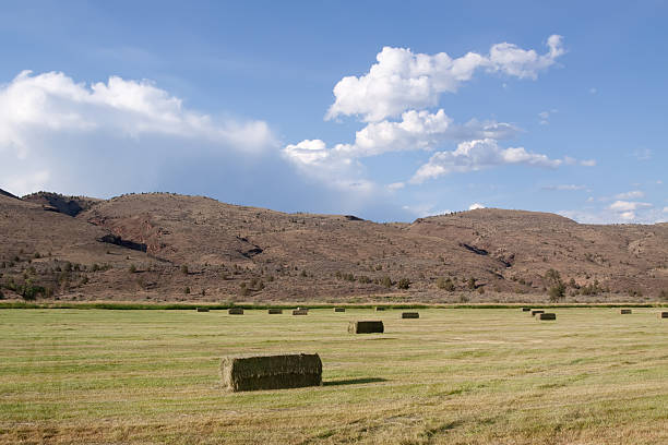 istock Haystacks on Idaho farmland 96911341