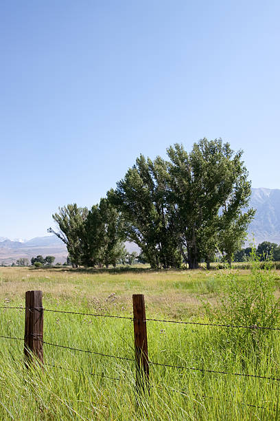 istock Sierra Nevada mountain range in California 96911386