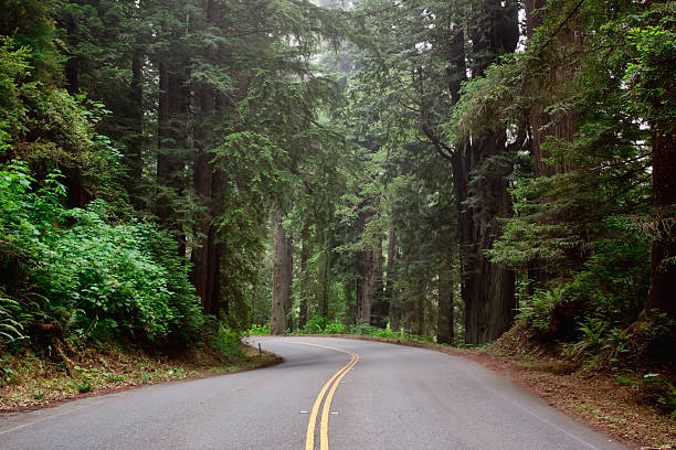 istock Winding road through redwood trees 96911662