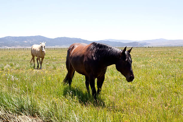 istock Horses grazing on green grass 96911704