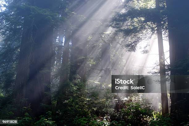 Sunrays Through Redwood Trees Stock Photo - Download Image Now - Redwood Tree, Fog, Redwood National Park