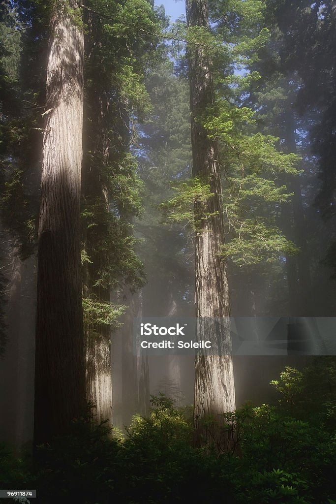 Sunrays w redwood drzewa - Zbiór zdjęć royalty-free (Bez ludzi)