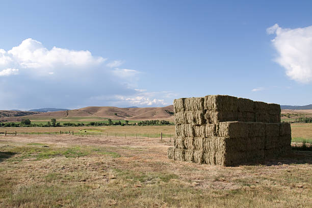istock Haystacks on Idaho farmland 96911934