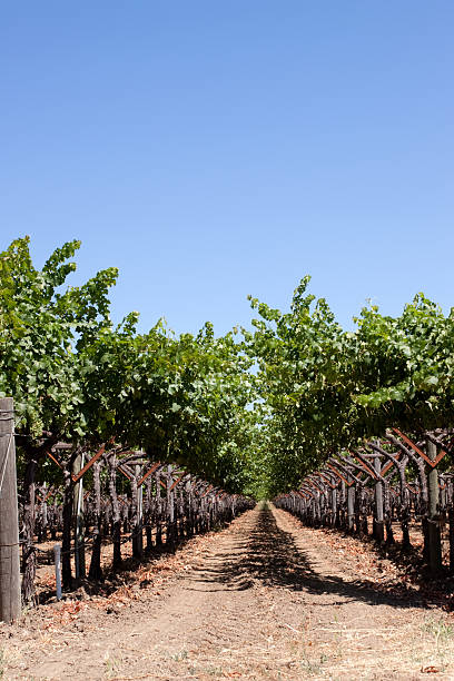 istock Vines in Napa Valley vineyard 96911945