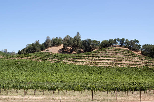 istock Napa Valley vineyard scenic landscape 96912020