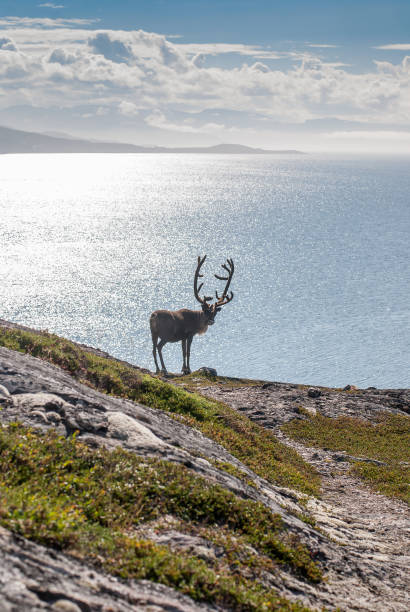 istock Reindeer on the seashore 969122360