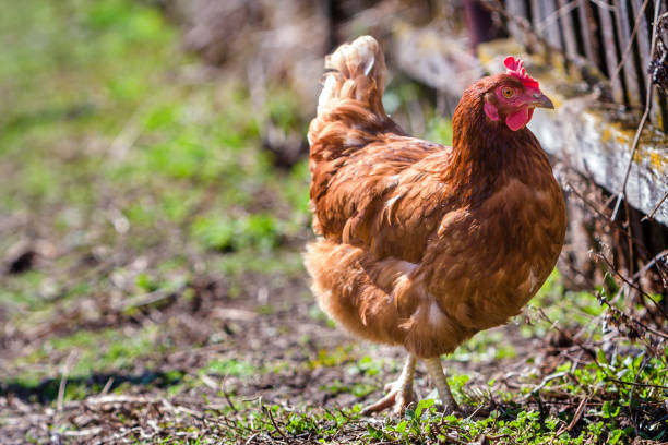 istock Big nice beautiful red brown hens feeding outdoors in green meadow with fresh grass on bright sunny day on blurred background. Farming of poultry, chicken meat and eggs concept. 969122816