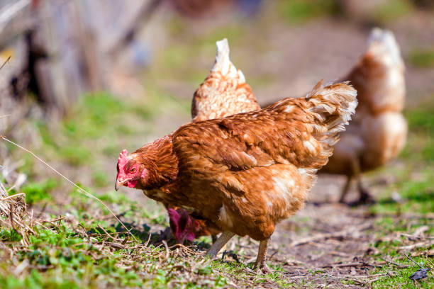 istock Big nice beautiful red brown hens feeding outdoors in green meadow with fresh grass on bright sunny day on blurred background. Farming of poultry, chicken meat and eggs concept. 969122822