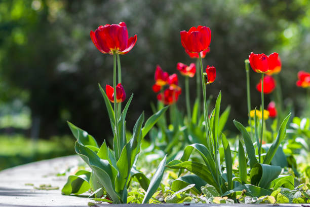 schöne nahaufnahme bild des wunderbaren hellen roten frühling blumen tulpen auf hohen stielen, die üppig blühen auf verschwommene grüne bokeh hintergrund im garten oder feld. schönheit und schutz der natur-konzept. - tulip blue close up cut flowers stock-fotos und bilder