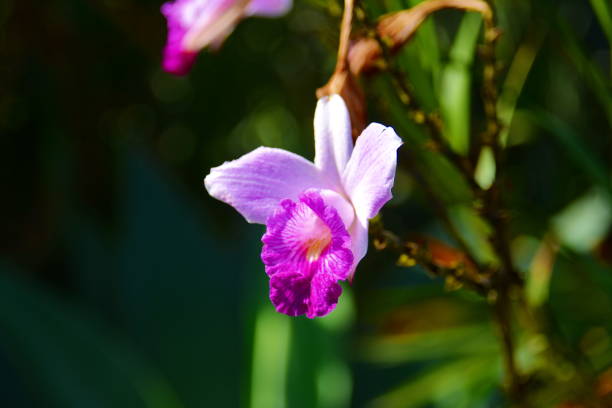 istock Beautiful Arundina Orchid 969123690
