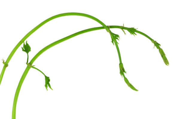 istock Young Twig Hops With Sprouts And Leaves. Isolated without a shadow. Close-up. Flat-lay . 969126180