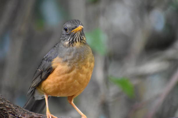 closeup of a beautiful olive thrush in south africa - m09 imagens e fotografias de stock