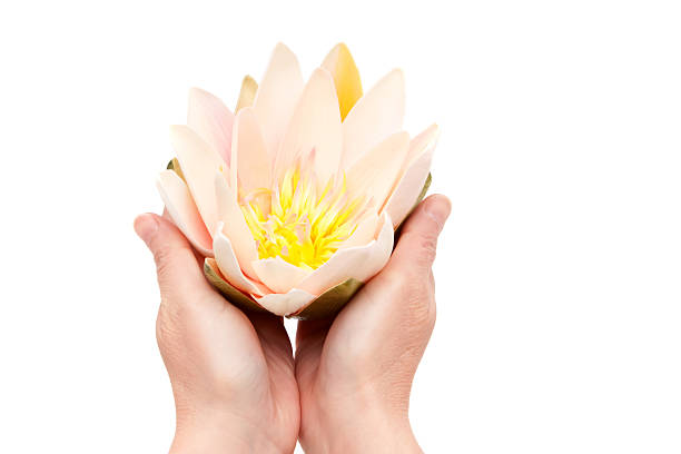 Vesak day, Buddhist lent day, Buddha's birthday worshiping concept with woman's hands holding water lilly or lotus flower