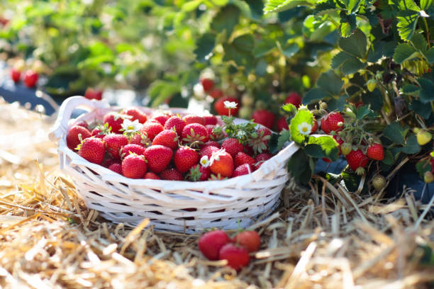istock Strawberry field on fruit farm. Berry in basket. 969130274