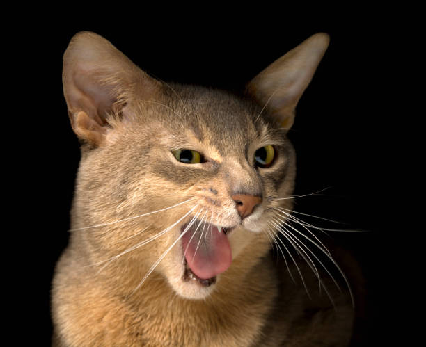 istock Meowing abyssinian cat face 969130412
