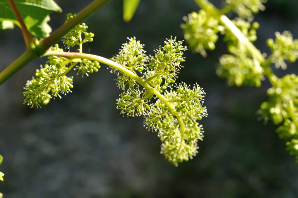 primer plano de floración uva vid - florecer fotografías e imágenes de stock