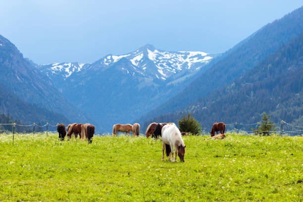 istock Horses on flower meadow in mountains 969133612