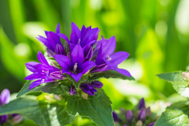 beautiful purple flower Campanula glomerata on a blurry background.