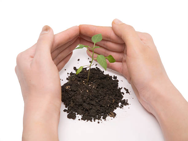 istock plant and hand roof 96913435