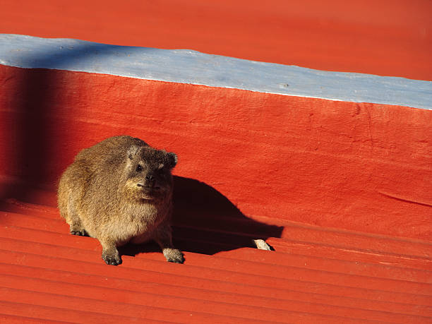 Rock-hyrax on a bench in Cape Town, South Africa [t] stock photo