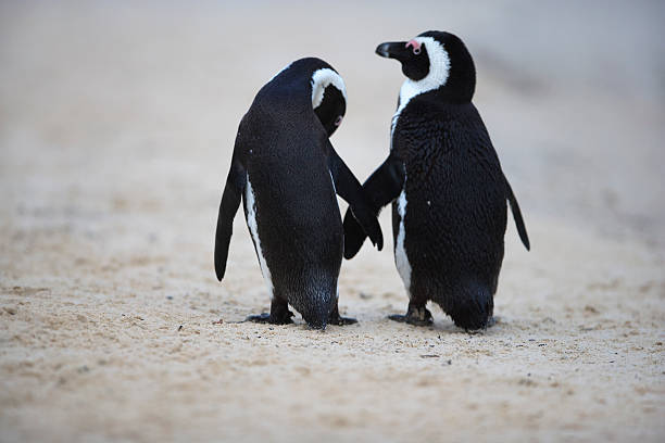 African Penguin (Spheniscus demersus) at Boulders Beach on the Cape Peninsula, South Africa