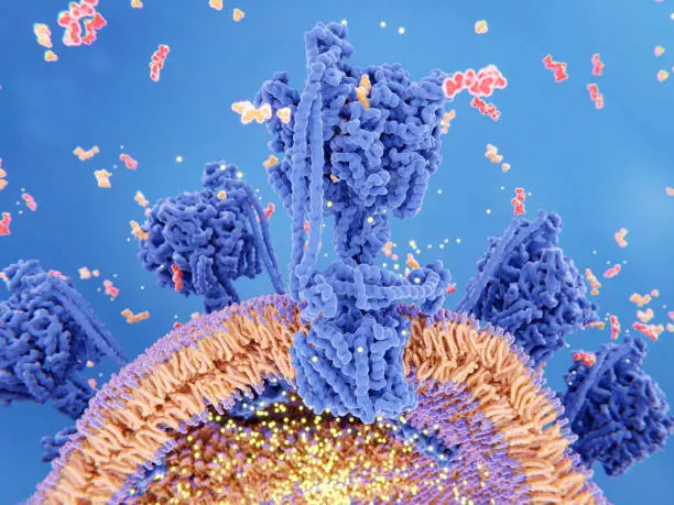 Photo of ATP synthase couples ATP (red) synthesis from ADP and inorganic phosphate (orange) to a proton gradient (light points) created across the mitochondrial membrane during cellular respiration.