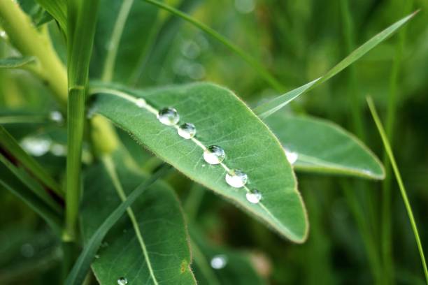 istock close-up of raindrops on a leaf 969135958