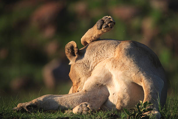 Adult female lioness (Panthera leo), grooming herself [t] stock photo