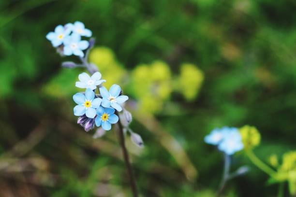 istock close-up of a flower 969135964