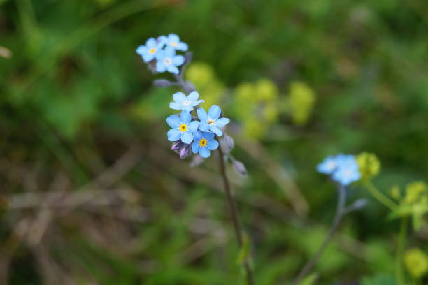 istock close-up of a flower 969136046