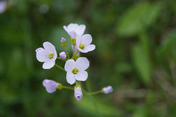 istock close-up of a flower 969136060