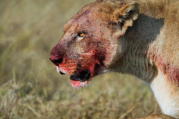 Lioness (Panthera leo), with bloody face from a fresh kill stock photo