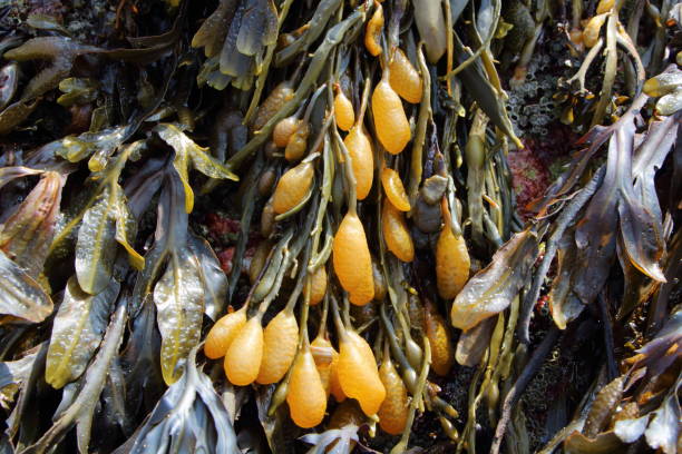 istock Bladderwrack on rocks in Brittany 969136600