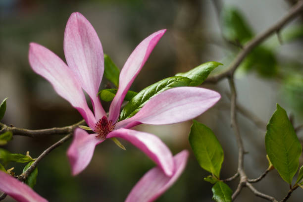 flores de magnolia púrpura hermosa en la temporada de primavera en el árbol de magnolia - sweet magnolia white large flower fotografías e imágenes de stock